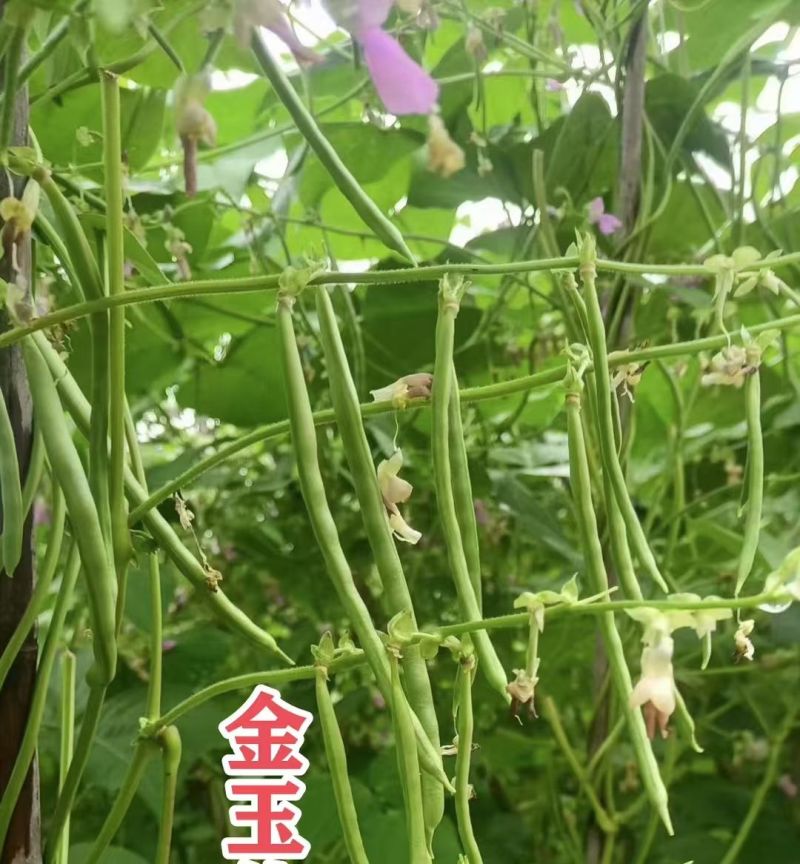 金玉传奇小金豆种子加长版高产无筋肉厚豆角种籽春秋播种架豆