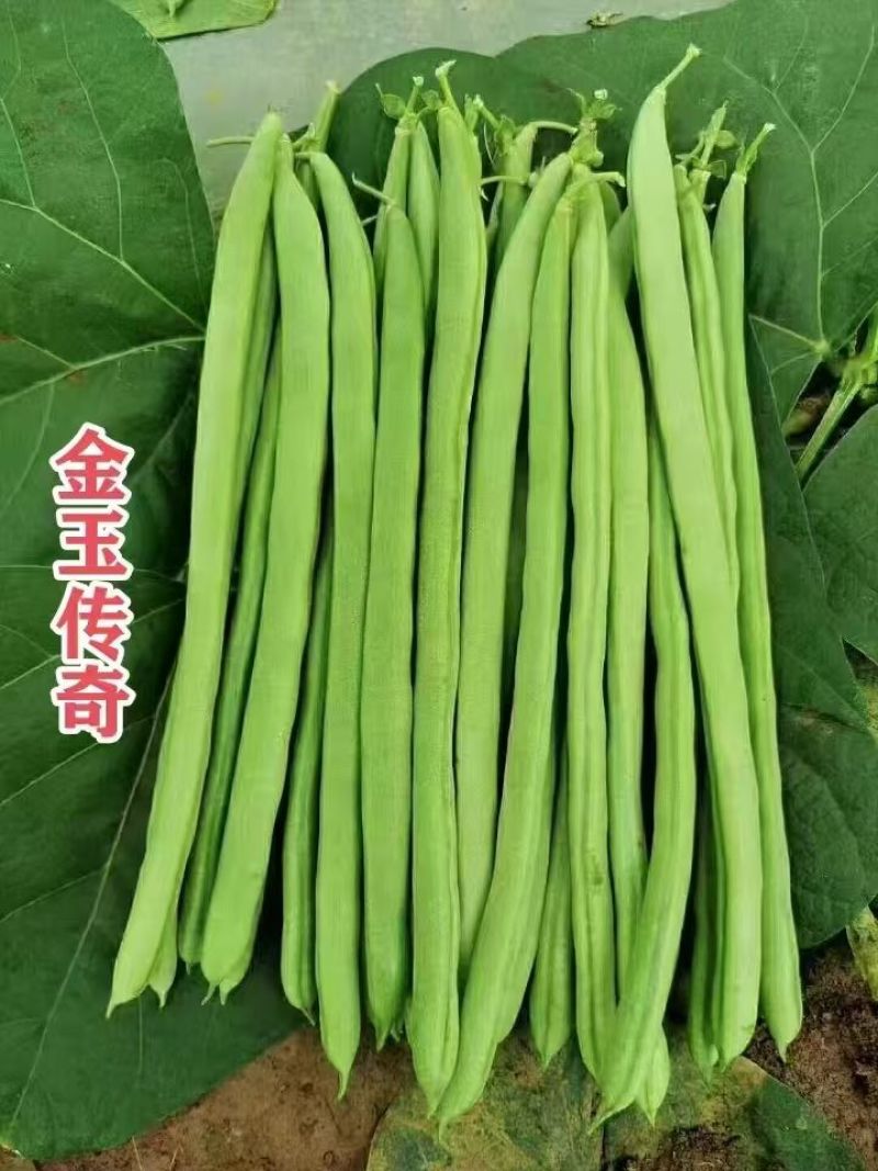 金玉传奇小金豆种子加长版高产无筋肉厚豆角种籽春秋播种架豆