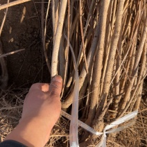 大规格药用连翘苗直径1.5-2公分连翘苗好货不多