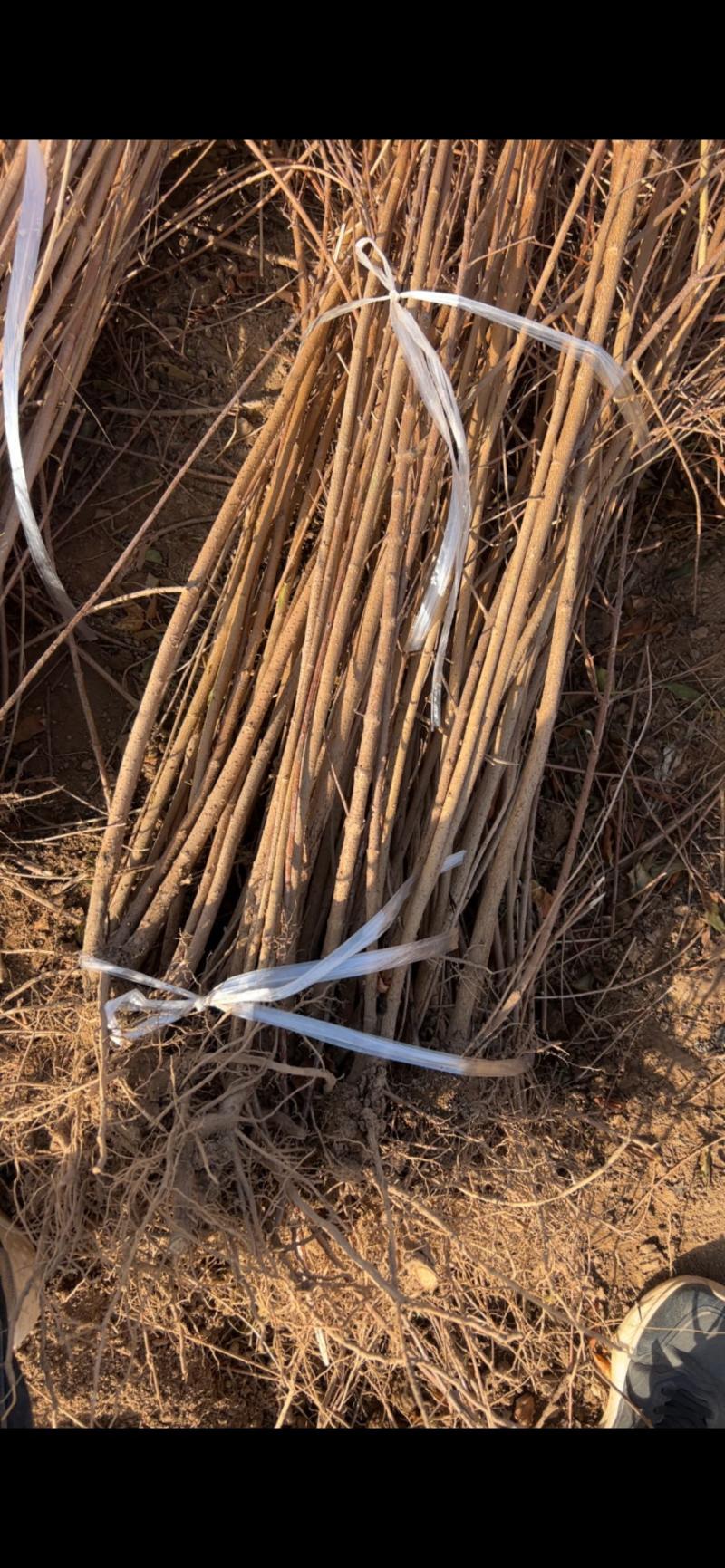 大规格药用连翘苗直径1.5-2公分连翘苗好货不多