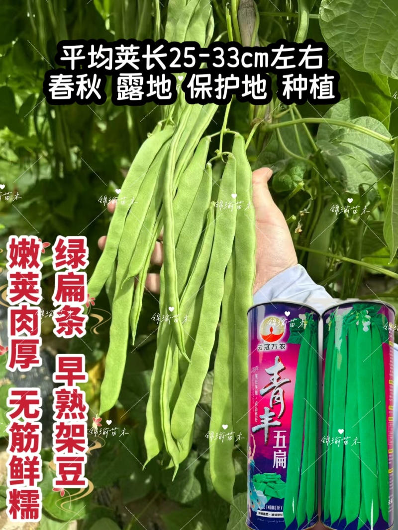 青丰五扁无筋架豆种籽早熟高产绿肉宽扁架豆春秋播种豆角种籽