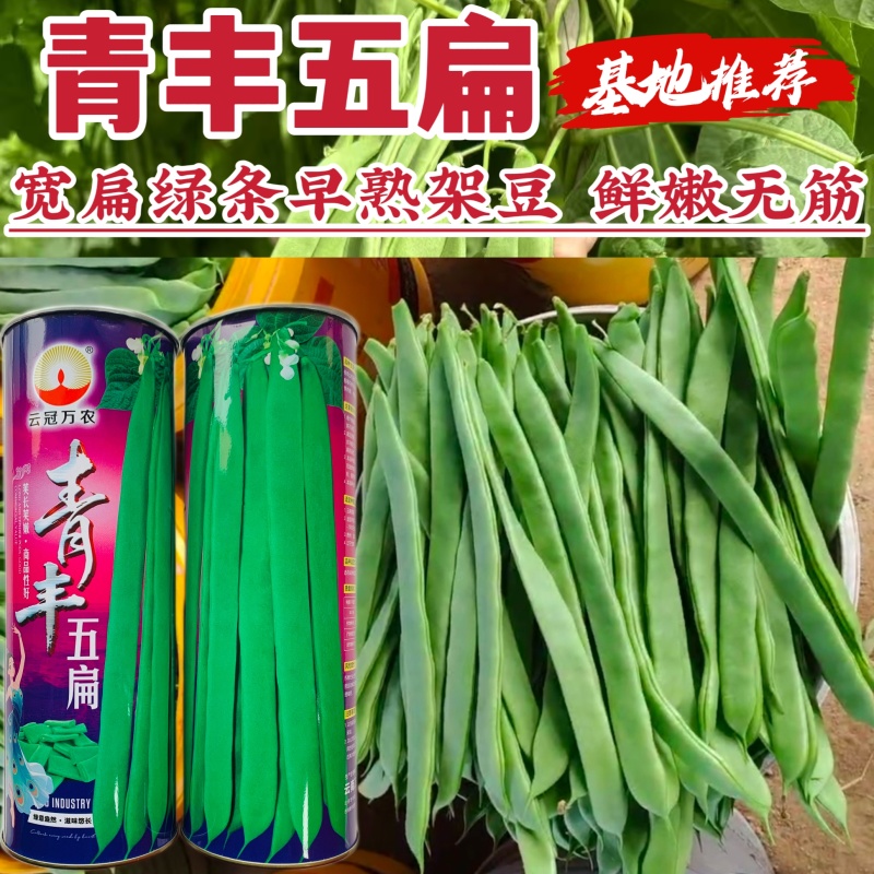 青丰五扁无筋架豆种籽早熟高产绿肉宽扁架豆春秋播种豆角种籽