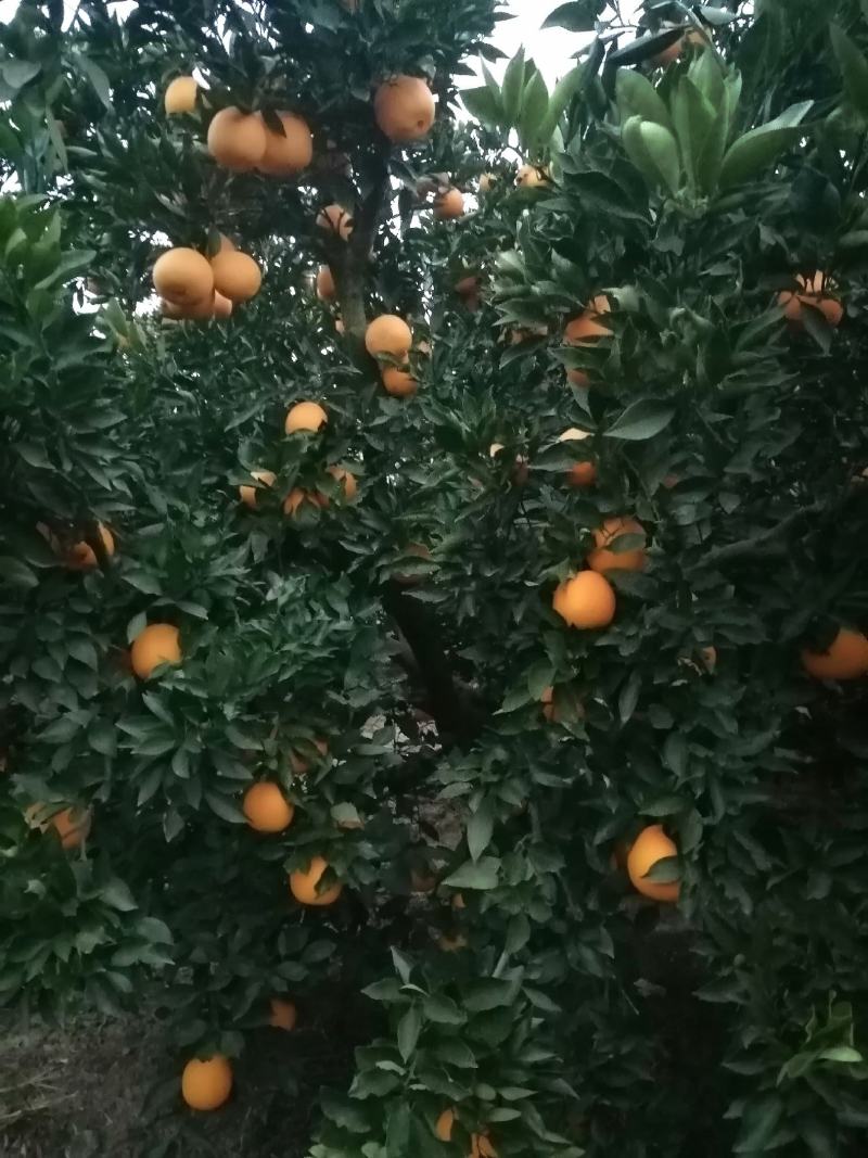 脐橙之乡，四川成都，