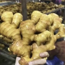 生姜，水洗姜，风干姜，红芽二姜，云南小黄姜大量供应
