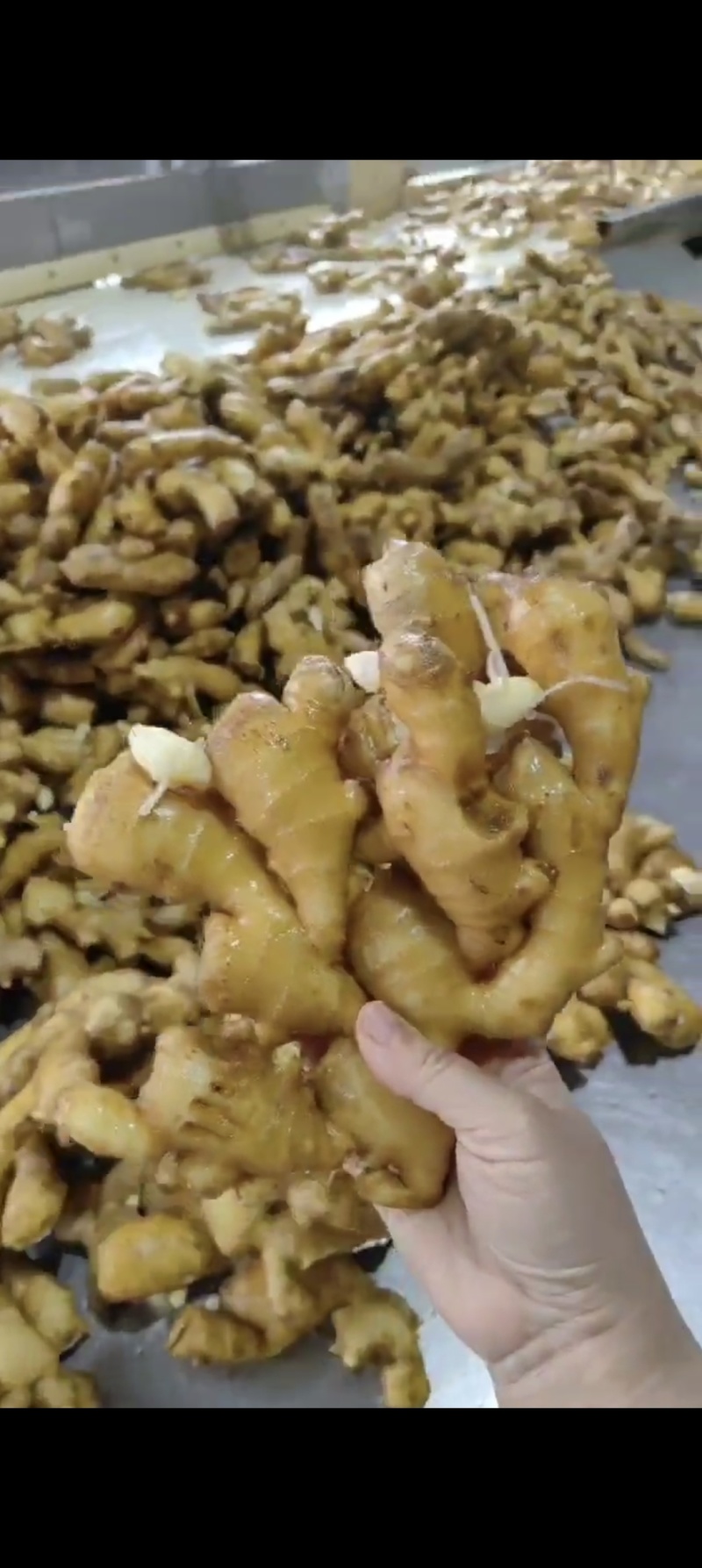 生姜，水洗姜，风干姜，红芽二姜，云南小黄姜大量供应