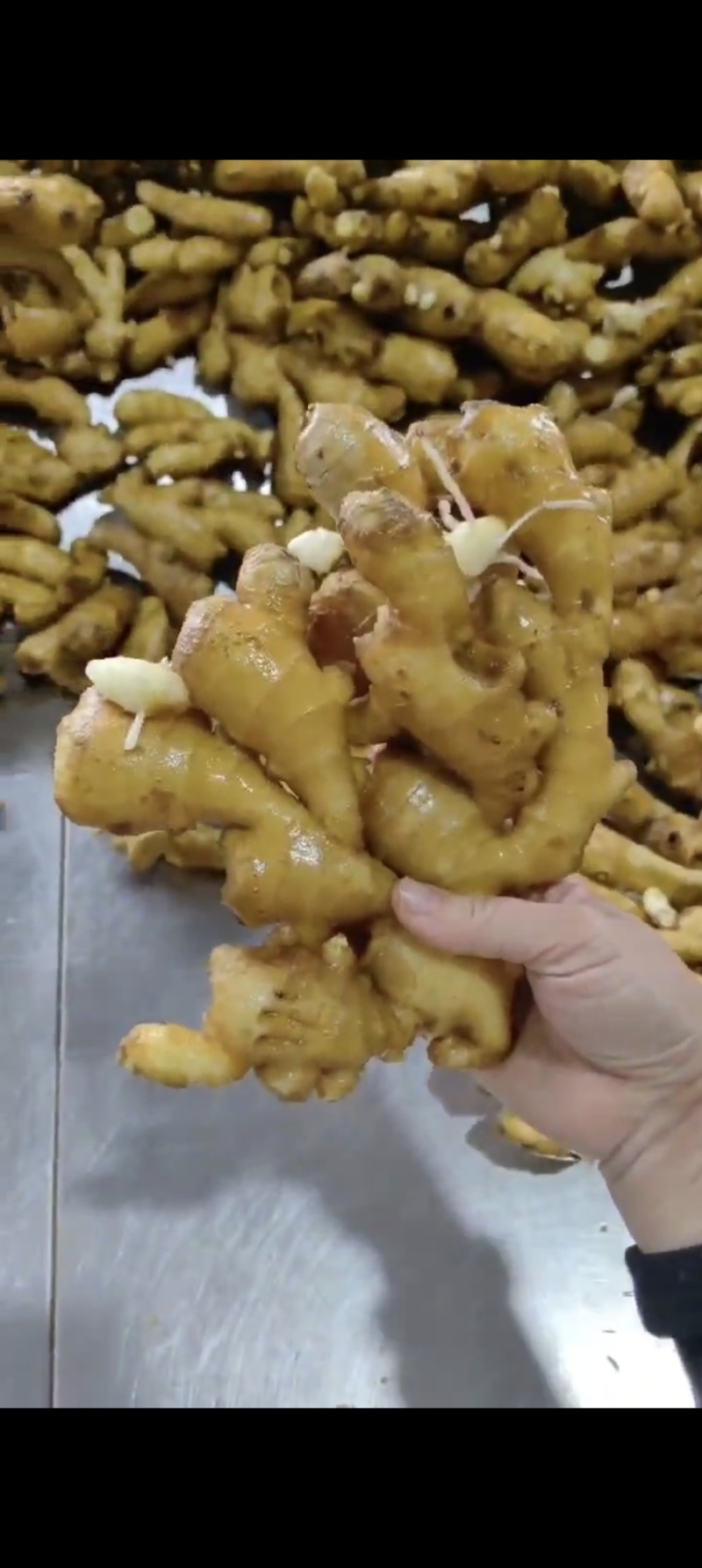生姜，水洗姜，风干姜，红芽二姜，云南小黄姜大量供应