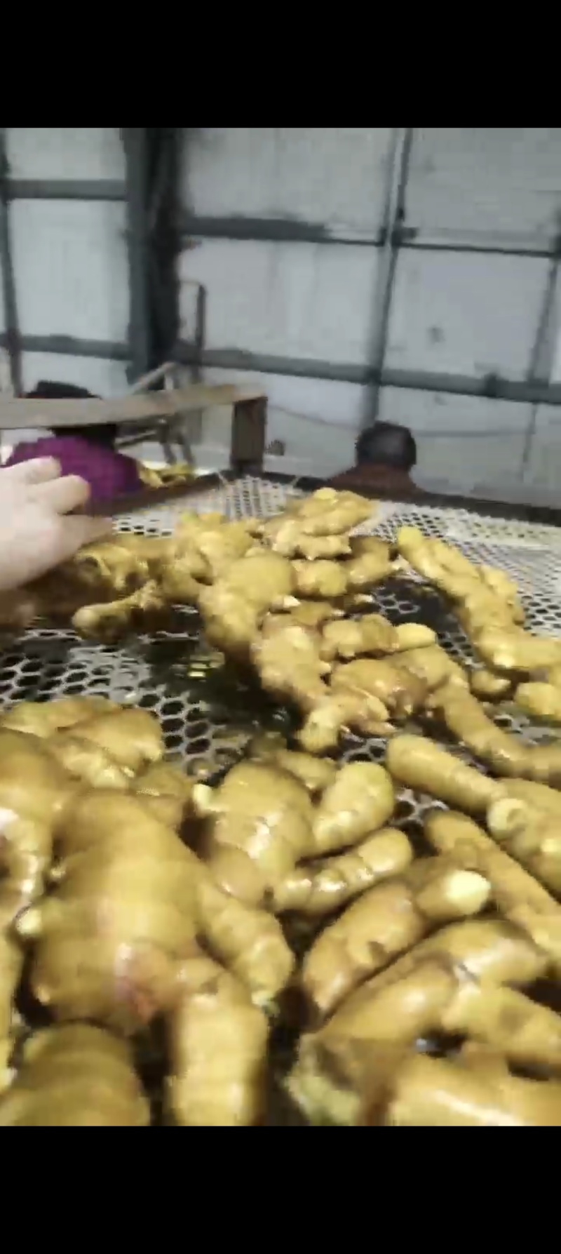 生姜，水洗姜，风干姜，红芽二姜，云南小黄姜大量供应