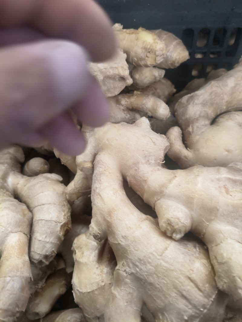 生姜，水洗姜，风干姜，红芽二姜，云南小黄姜大量供应