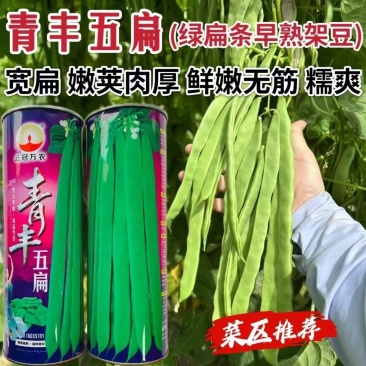 青丰五扁无筋架豆种籽早熟高产绿肉宽扁架豆春秋播种豆角种籽