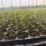 山东穴盘蓝莓苗北高，南高品种，保纯度，产地直发量大从优。