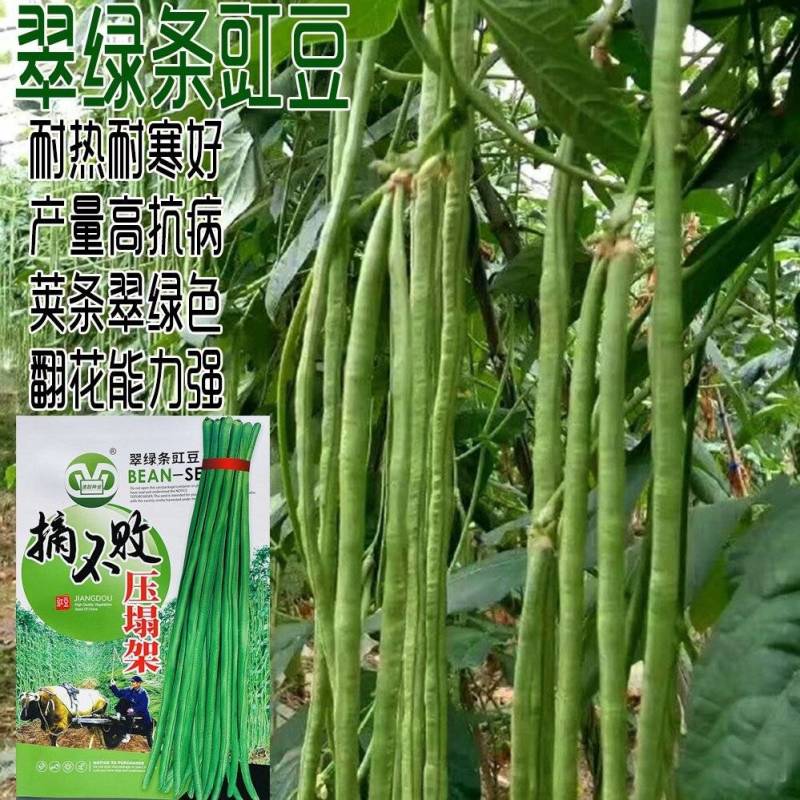 摘不败长豇豆种籽翠绿色肉厚抗病高产春秋播种豇豆种籽压塌架