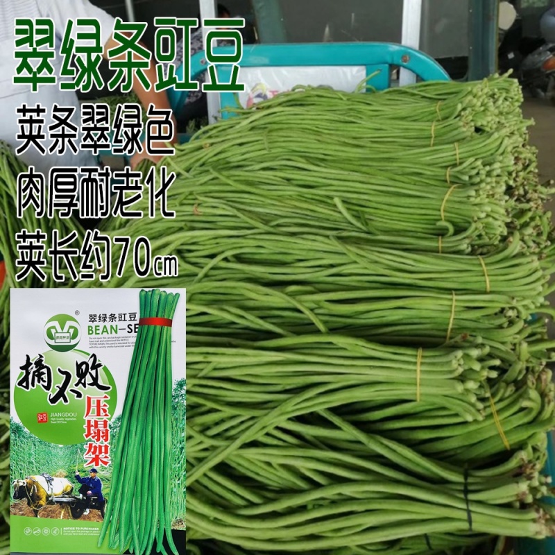 摘不败长豇豆种籽翠绿色肉厚抗病高产春秋播种豇豆种籽压塌架