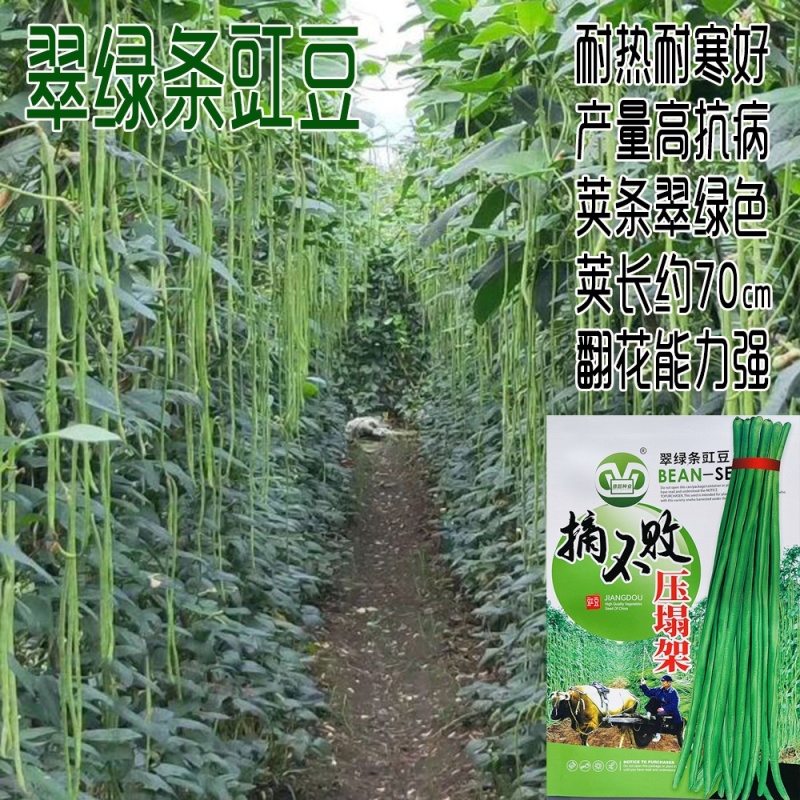 摘不败长豇豆种籽翠绿色肉厚抗病高产春秋播种豇豆种籽压塌架
