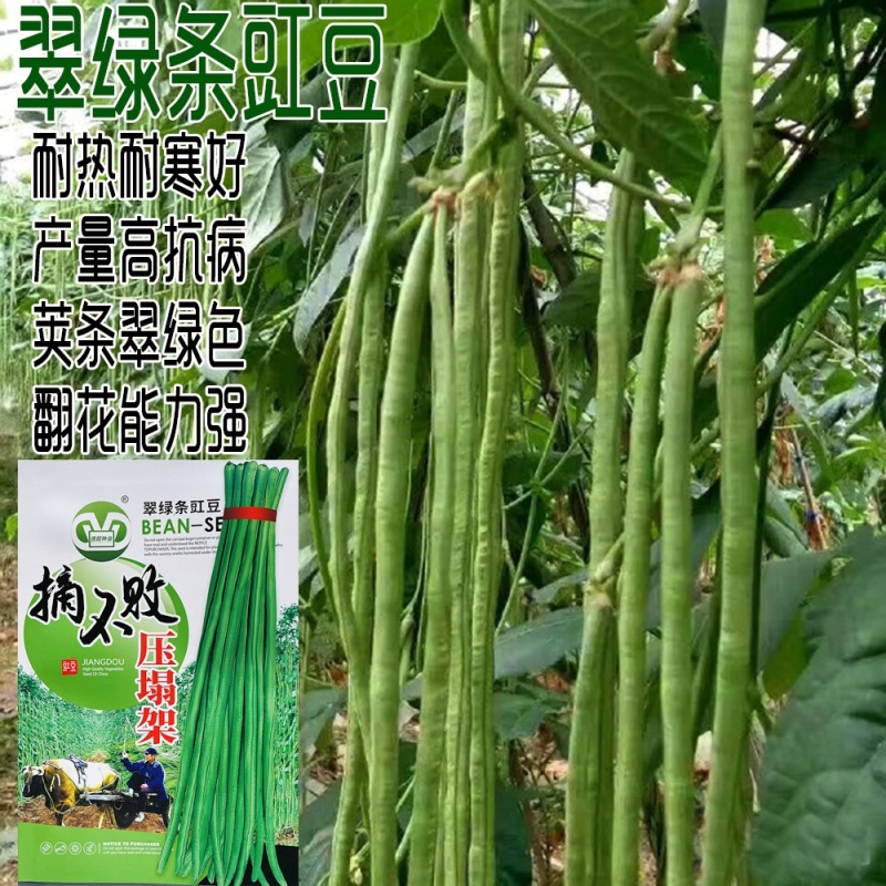 摘不败长豇豆种籽翠绿色肉厚抗病高产春秋播种豇豆种籽压塌架