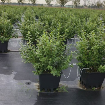 山东盆栽蓝莓带花带果，产地直发，量大从优，欢迎来电。