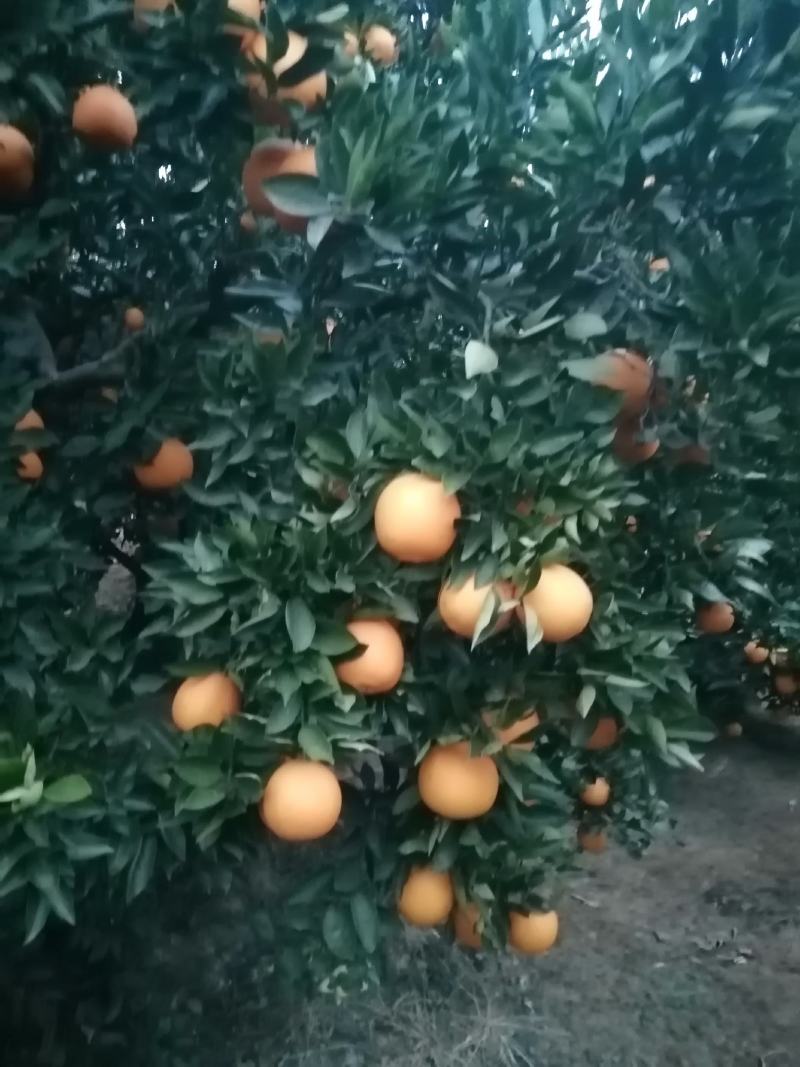 脐橙之乡，四川成都金堂