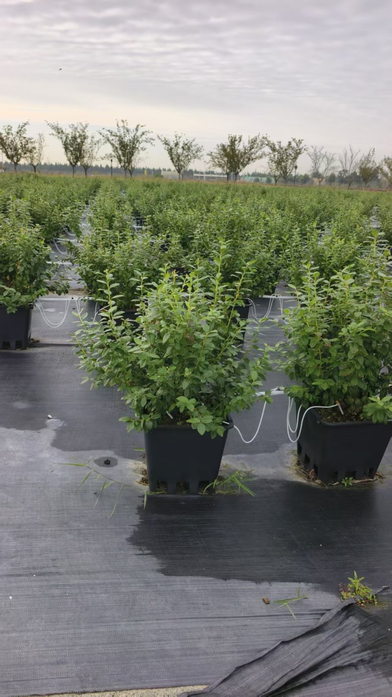 山东盆栽蓝莓带花带果，产地直发，量大从优，欢迎来电。
