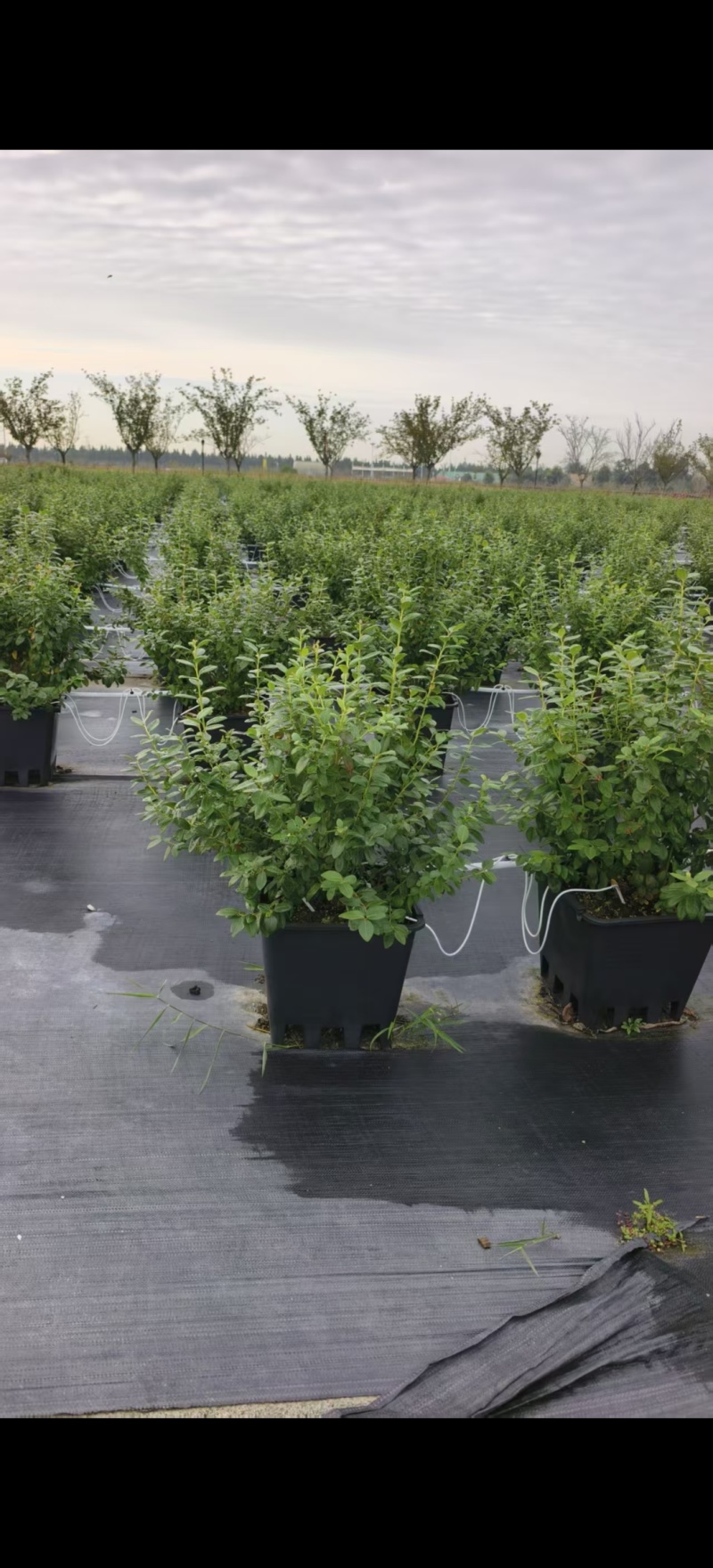 山东盆栽蓝莓带花带果，产地直发，量大从优，欢迎来电。