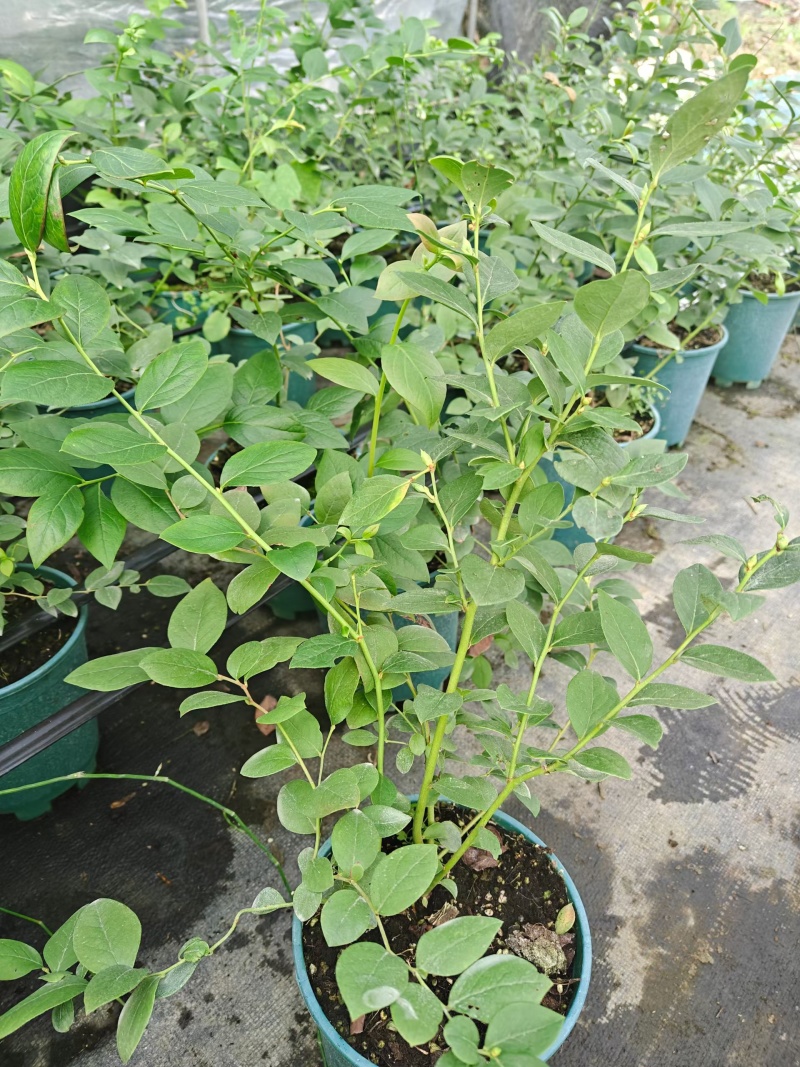 山东盆栽蓝莓带花带果，产地直发，量大从优，欢迎来电。