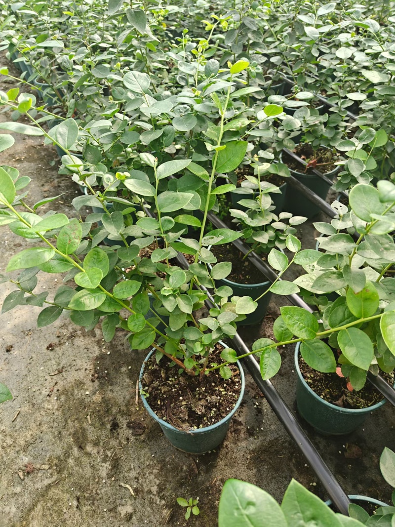 山东盆栽蓝莓带花带果，产地直发，量大从优，欢迎来电。
