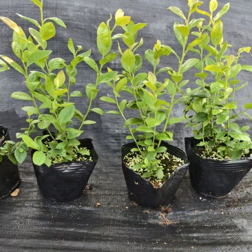 蓝莓苗盆栽地栽果树苗四季南北方种植山东基地直发。