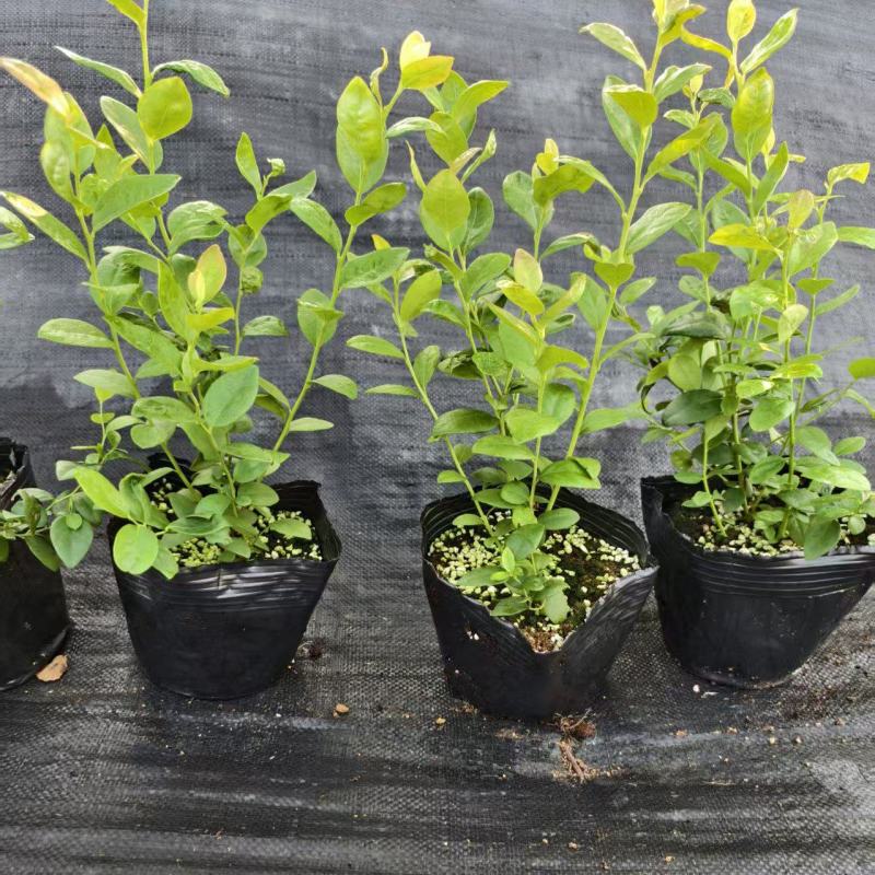 蓝莓苗盆栽地栽果树苗四季南北方种植山东基地直发。
