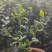 蓝莓苗盆栽地栽果树苗四季南北方种植山东基地直发。