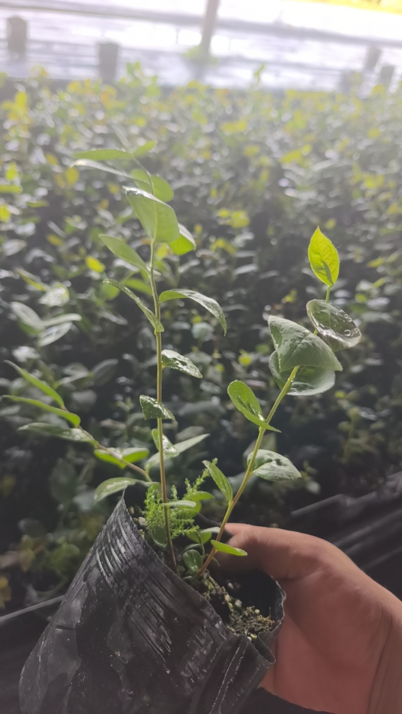 蓝莓苗盆栽地栽果树苗四季南北方种植山东基地直发。