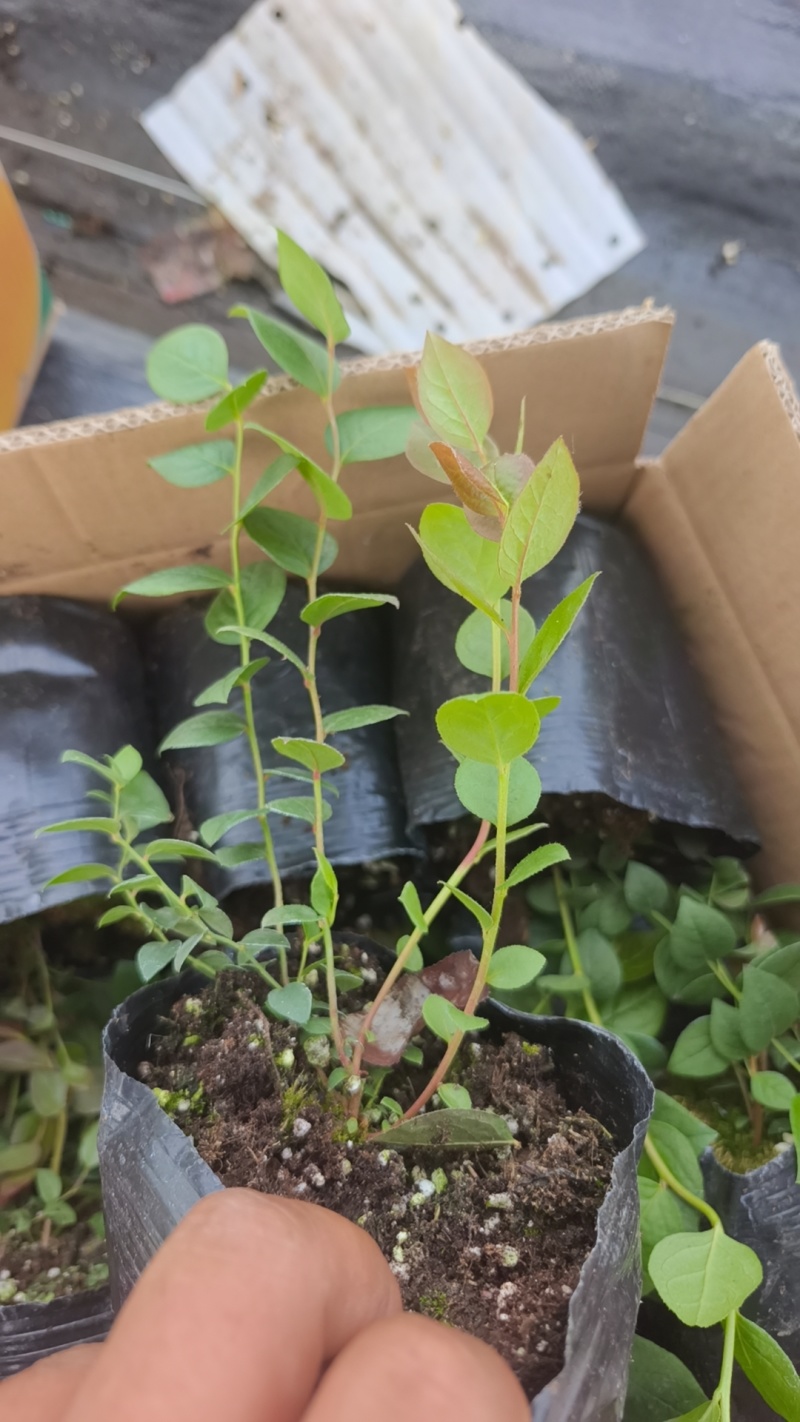 蓝莓苗盆栽地栽果树苗四季南北方种植山东基地直发。