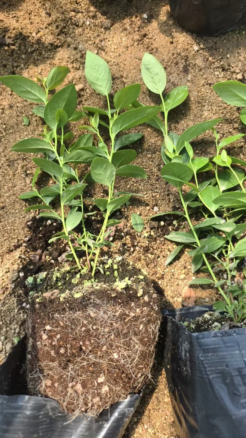 蓝莓苗盆栽地栽果树苗四季南北方种植山东基地直发。