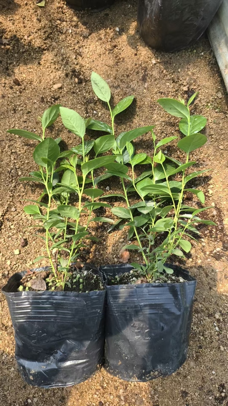 蓝莓苗盆栽地栽果树苗四季南北方种植山东基地直发。