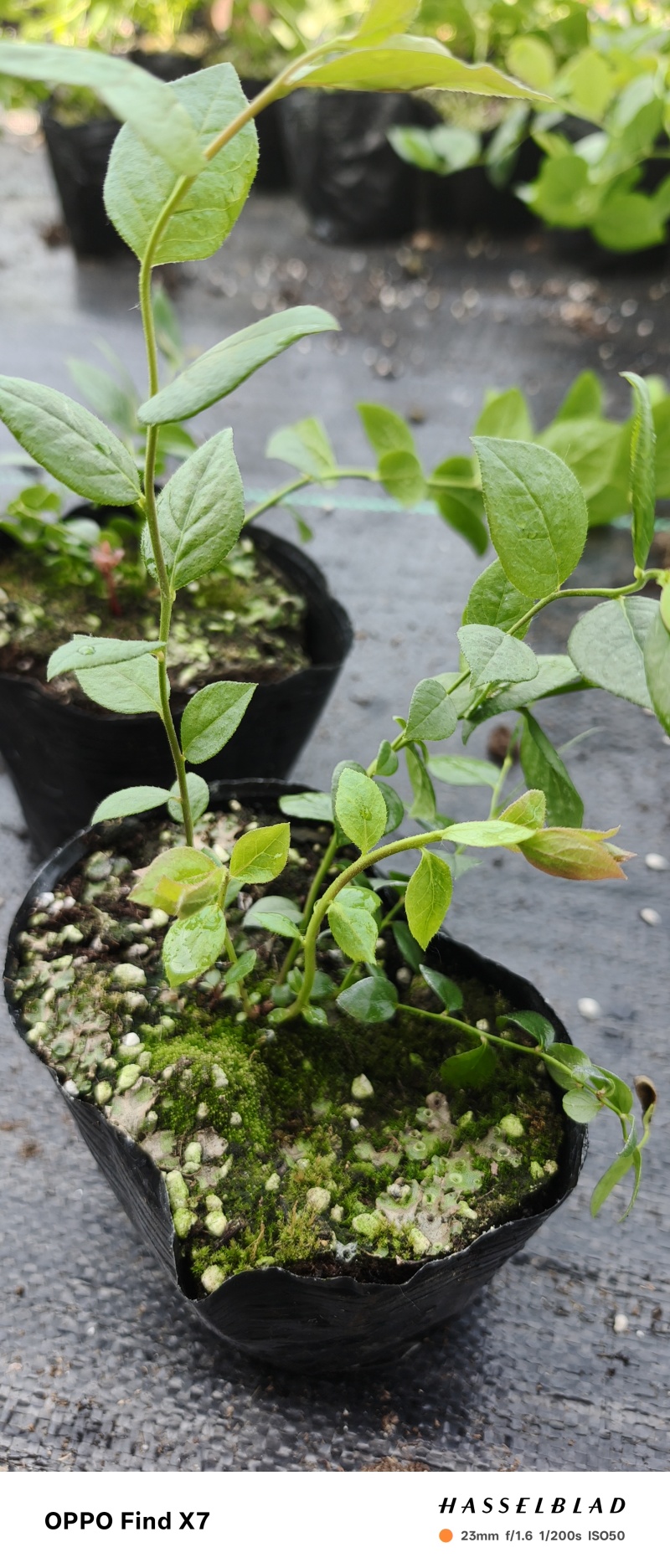 蓝莓苗盆栽地栽果树苗四季南北方种植山东基地直发。