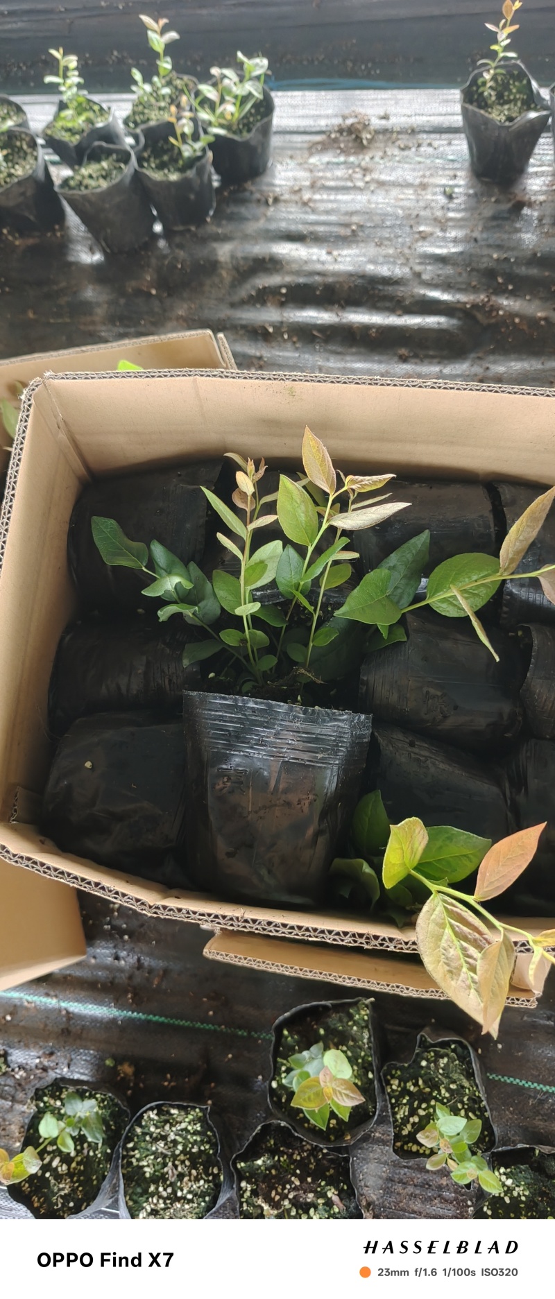 蓝莓苗盆栽地栽果树苗四季南北方种植山东基地直发。