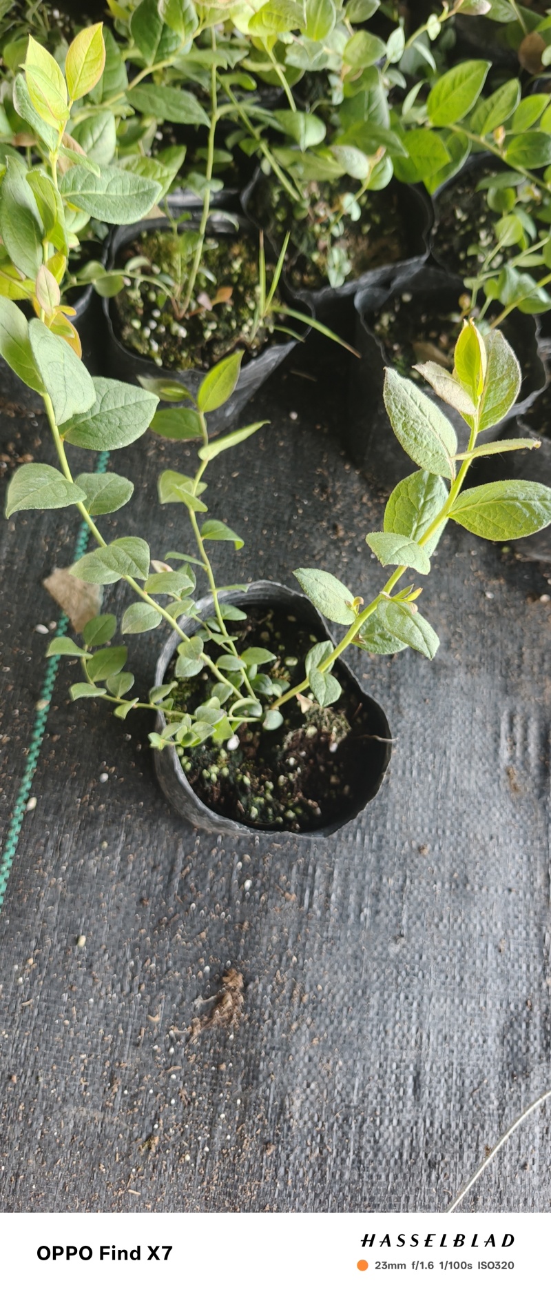 蓝莓苗盆栽地栽果树苗四季南北方种植山东基地直发。