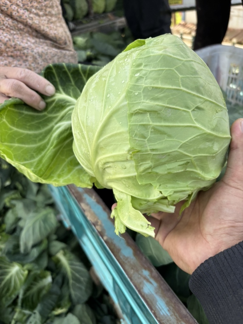 大棚精品甘蓝个头均匀颜色鲜艳产地直发诚信经营