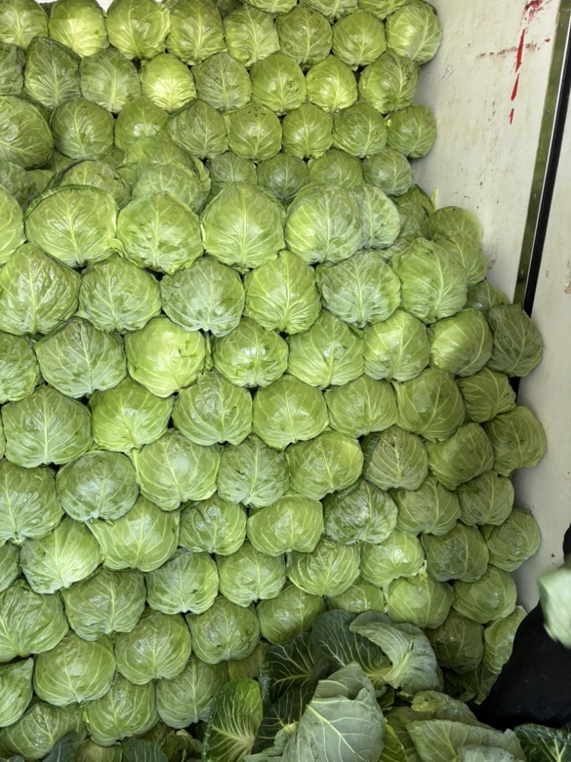 大棚精品甘蓝个头均匀颜色鲜艳产地直发诚信经营