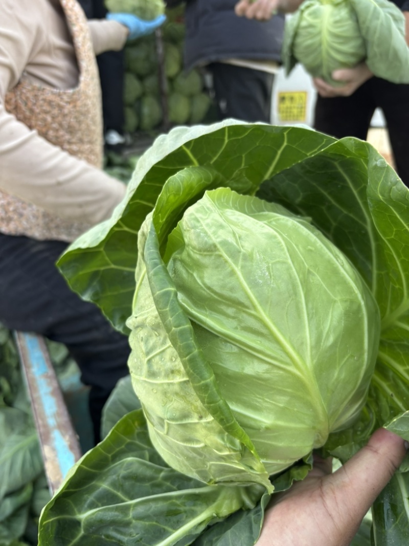 大棚精品甘蓝个头均匀颜色鲜艳产地直发诚信经营