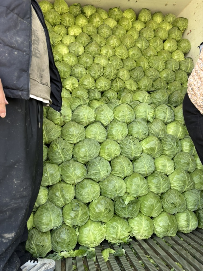 大棚精品甘蓝个头均匀颜色鲜艳产地直发诚信经营