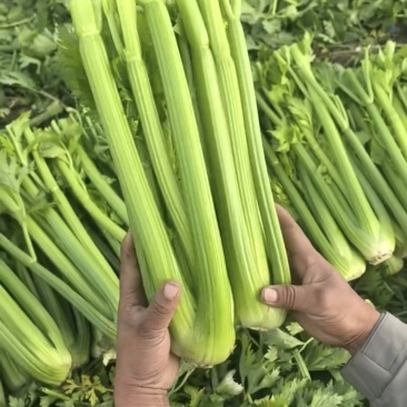 西芹