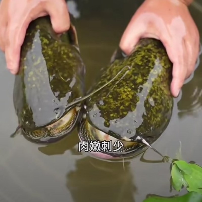 大口鲶