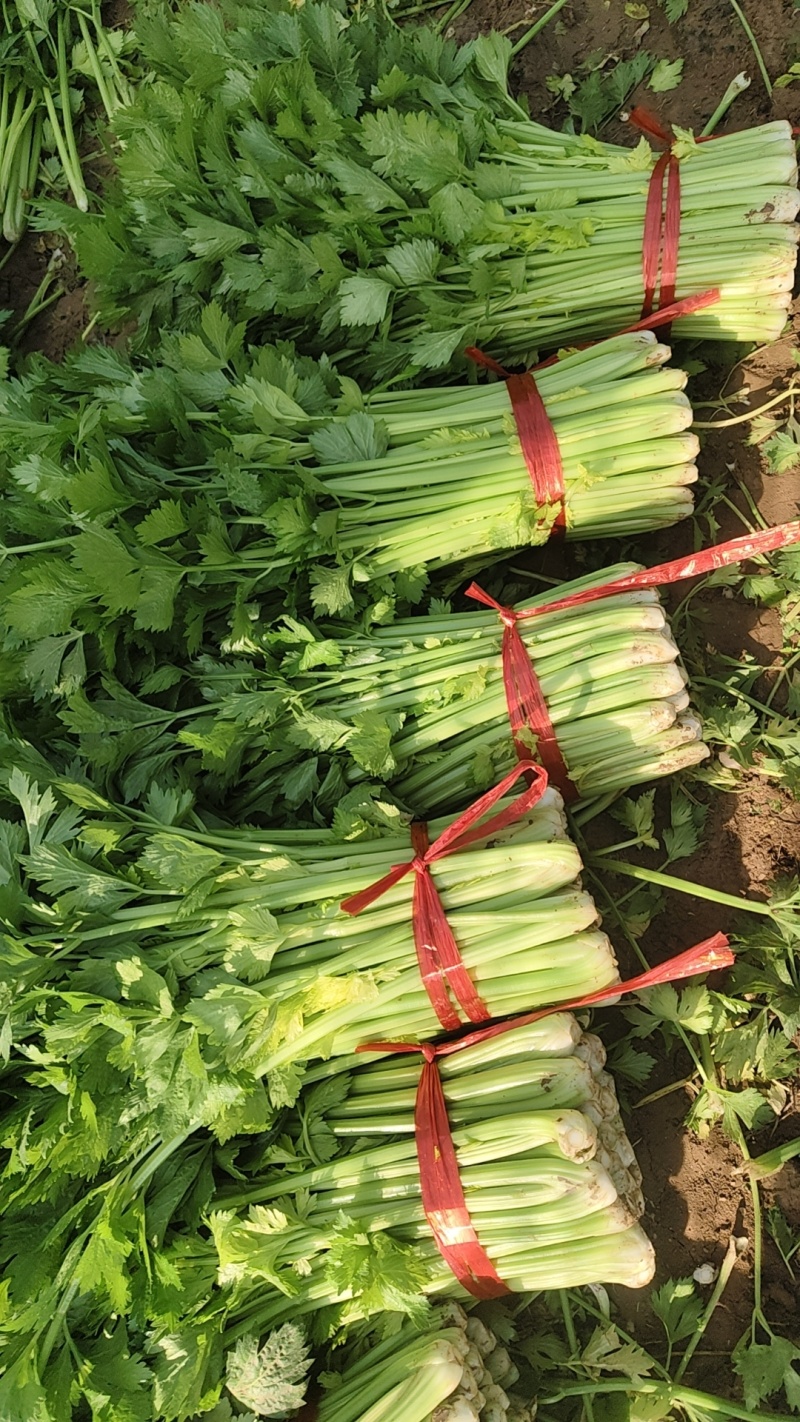 【特级】山东手选特级芹菜种植基地直发质优价廉欢迎电联
