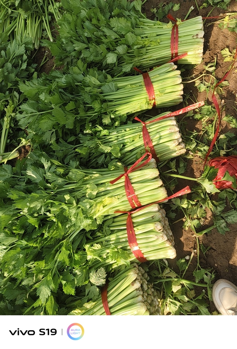 精品芹菜济宁市金乡县金万亩西芹大量上市量大从优供应全国