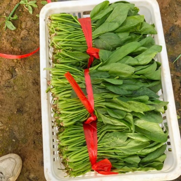 大叶菠菜