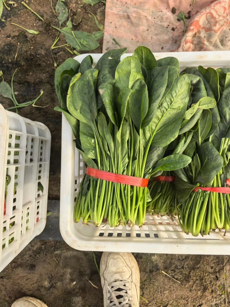 大叶菠菜