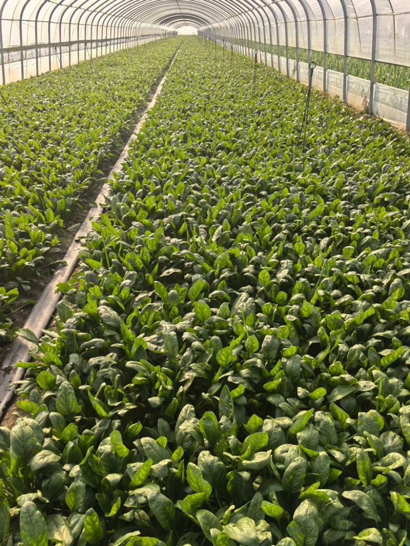 大叶菠菜