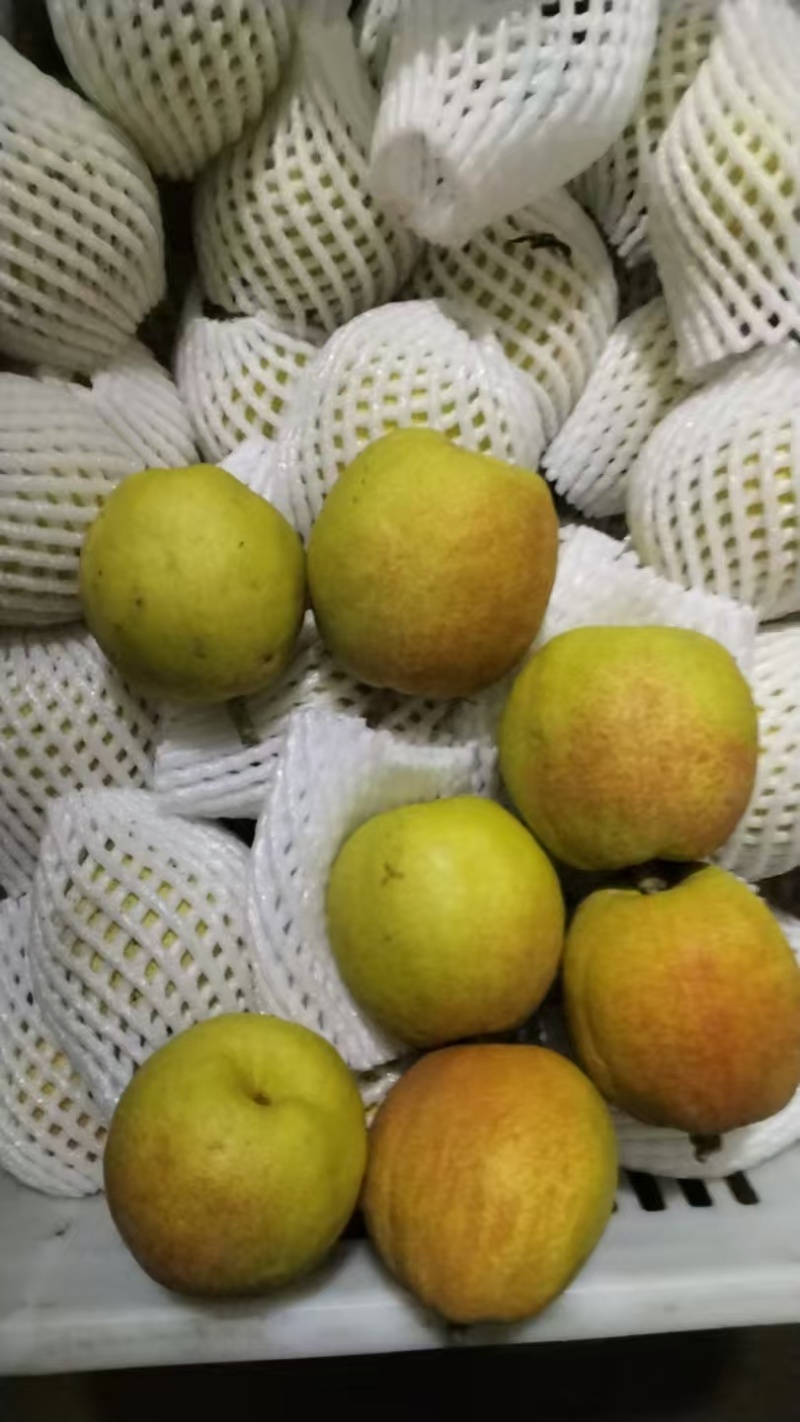 新疆库尔勒红香酥梨大量有货量大从优保质保量欢迎咨询