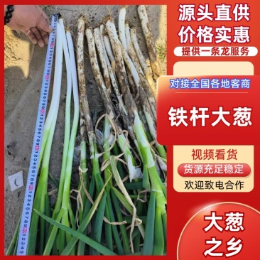 陕西铁杆大葱/基地直发/大量有货/欢迎购买