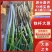 陕西铁杆大葱/基地直发/大量有货/欢迎购买