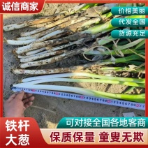 铁杆大葱/基地直发/大量有货/欢迎选购
