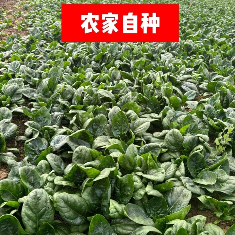 趴地菠菜/红根矮脚菠菜/露天种植/大量现货